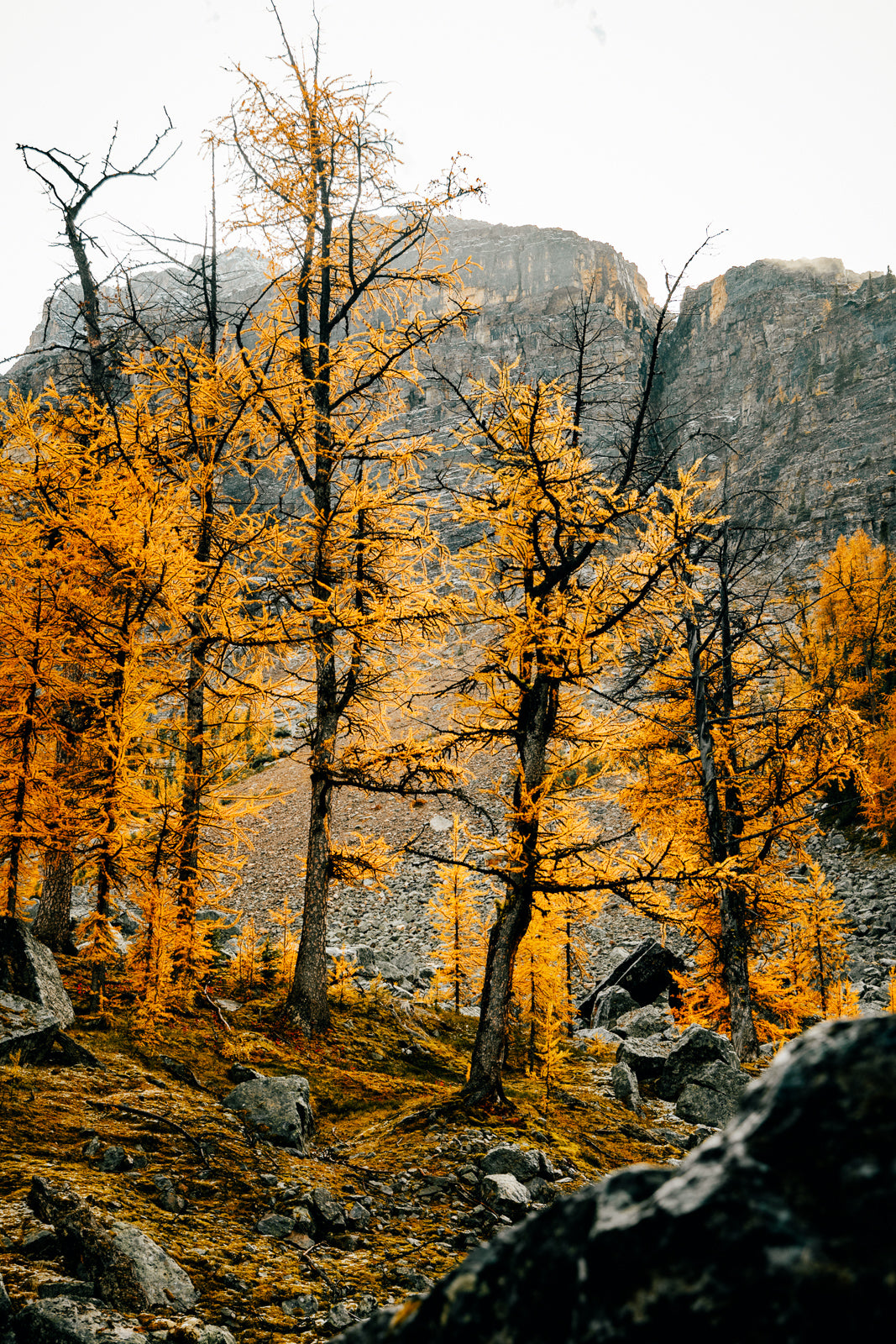 Larches I, Yoho National Park, Autumn 2023