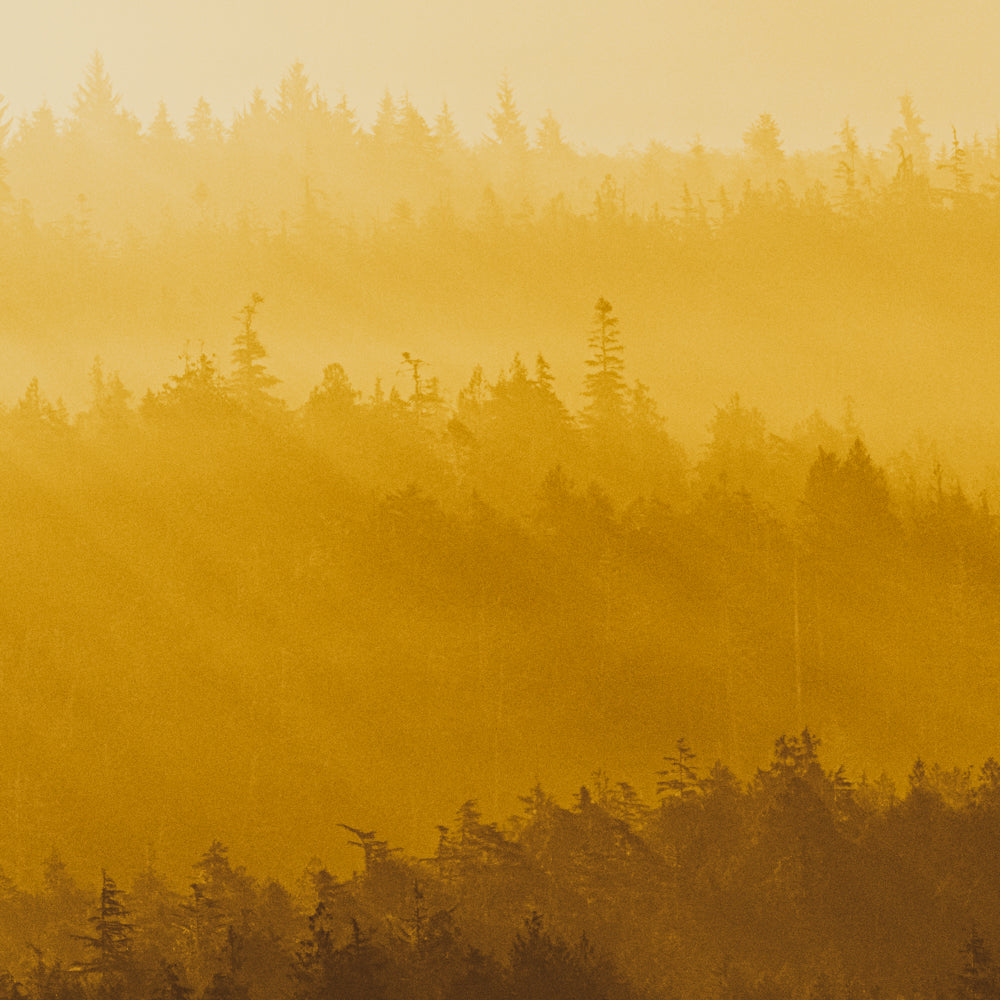 Warm Haze, Clayoquot Light