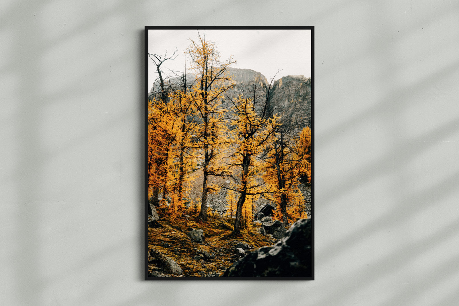 Larches I, Yoho National Park, Autumn 2023