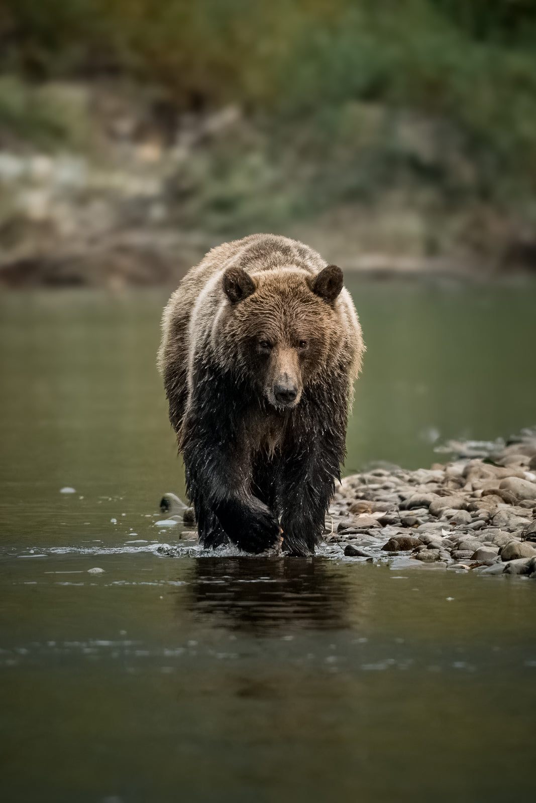 River Hunter, Bella Coola, Coastal Grizzly