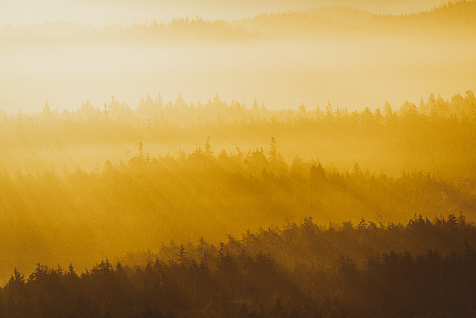 Warm Haze, Clayoquot Light