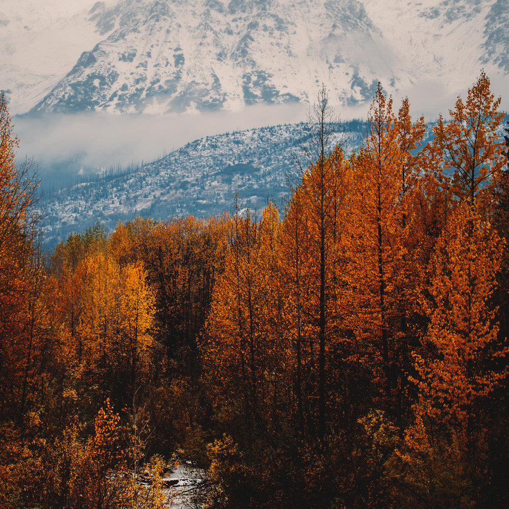 Autumn Northern British Columbia I