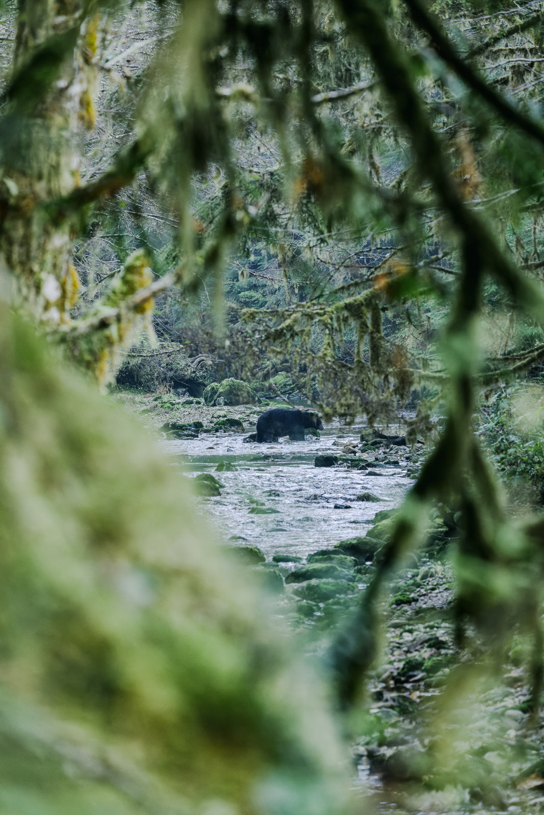 Black Bear Fishing, Gribbell Island, Great Bear Rainforest