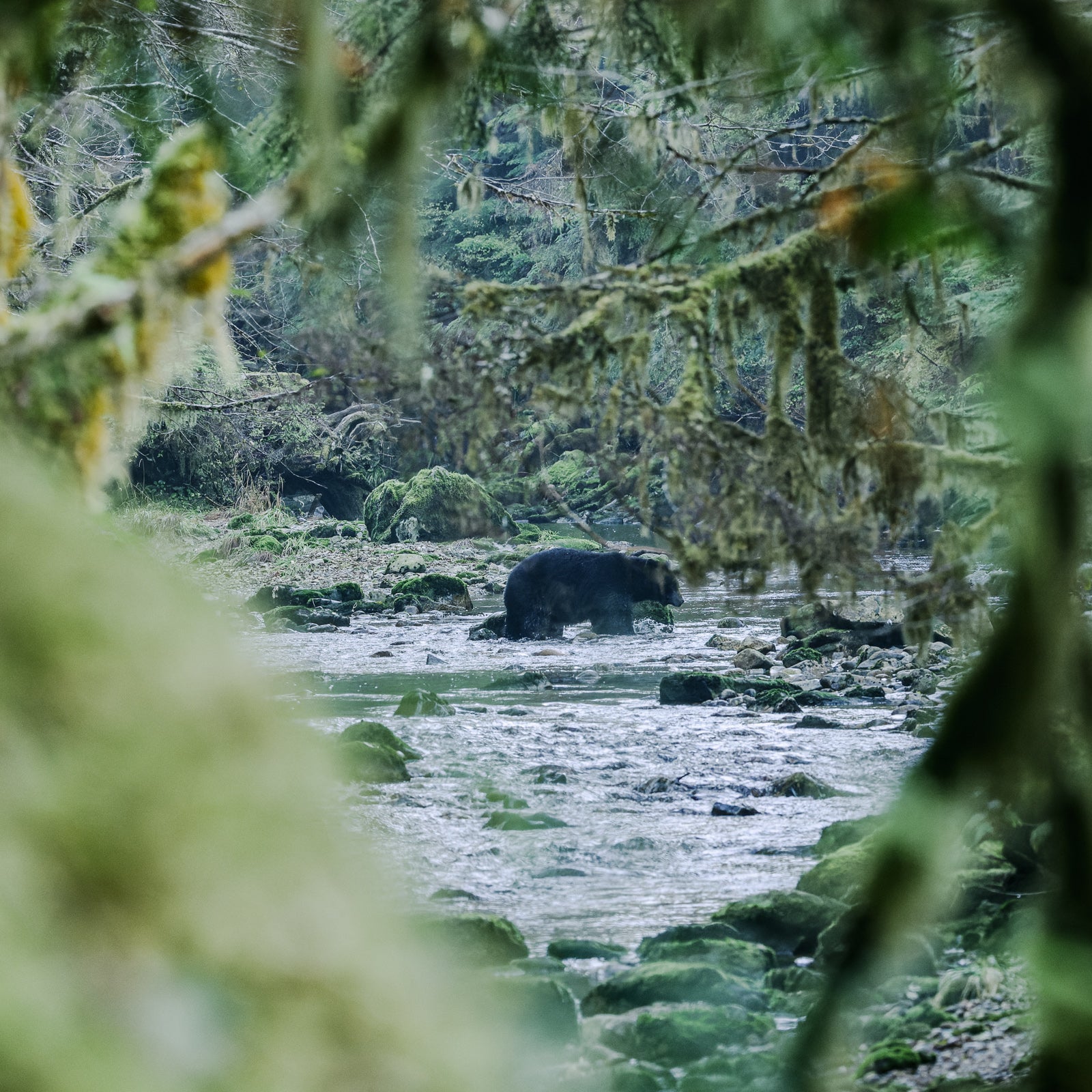 Black Bear Fishing, Gribbell Island, Great Bear Rainforest