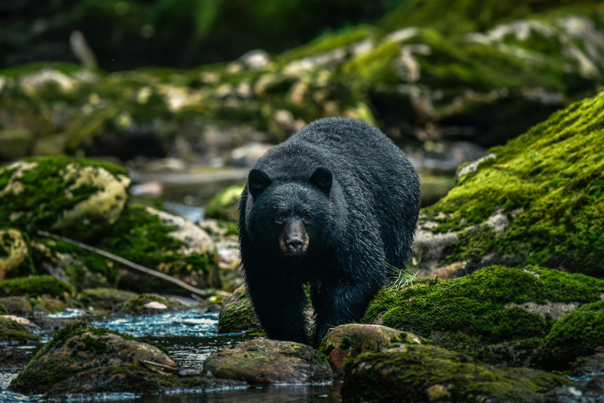 Mother Black Bear