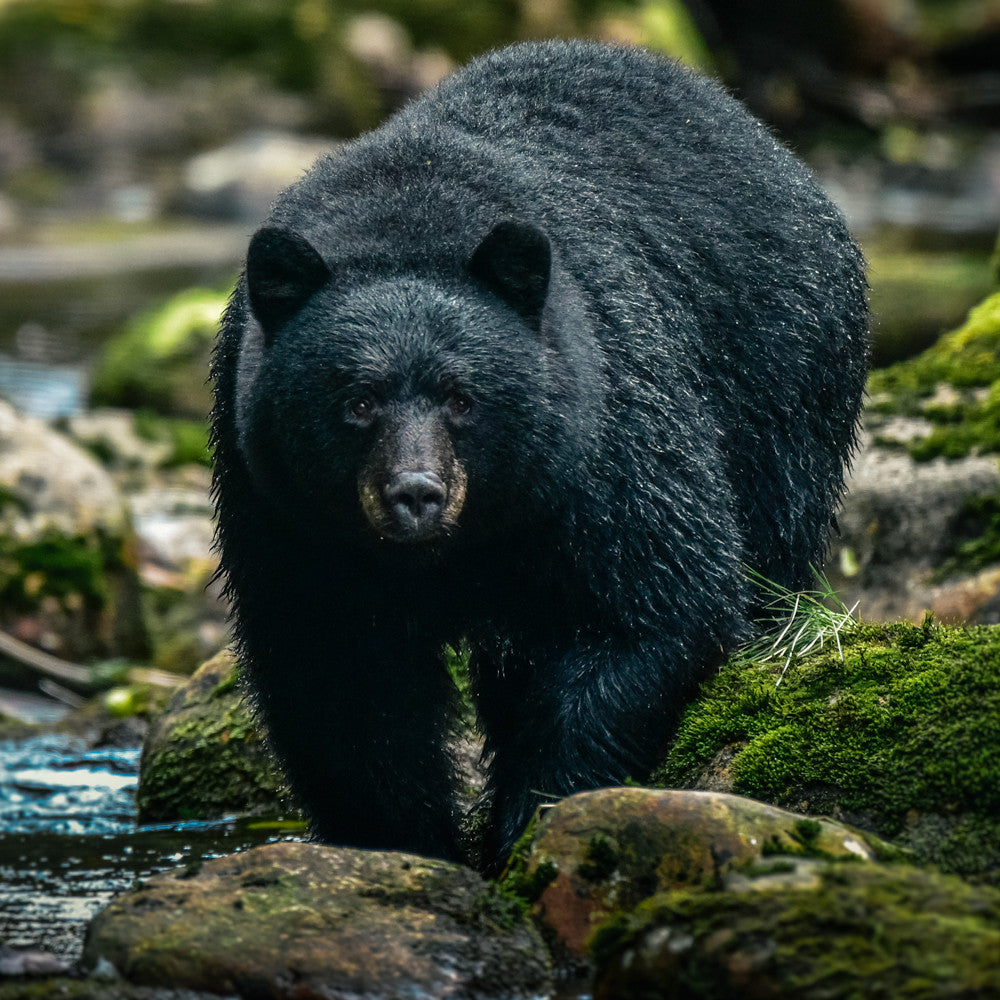 Mother Black Bear