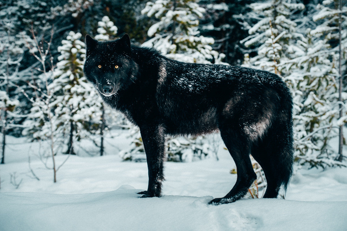 black wolf in snow wallpaper