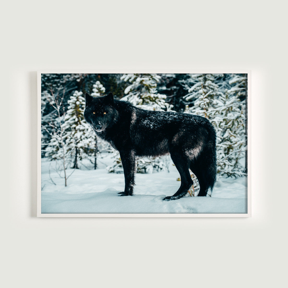 Black Wolf, Jasper