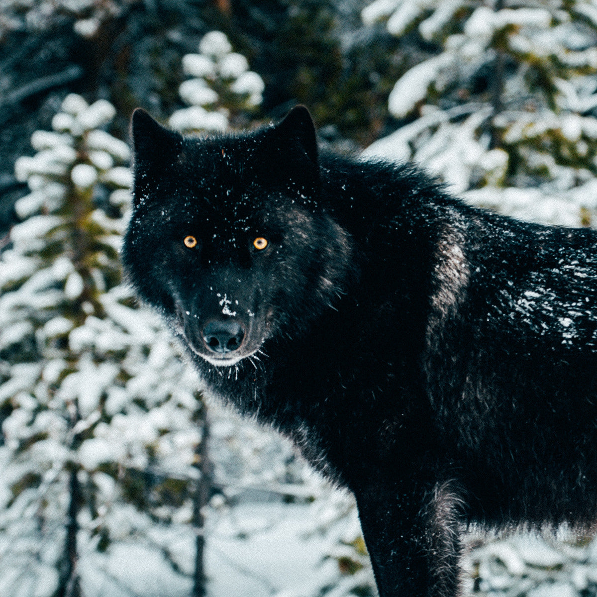 Black Wolf, Jasper