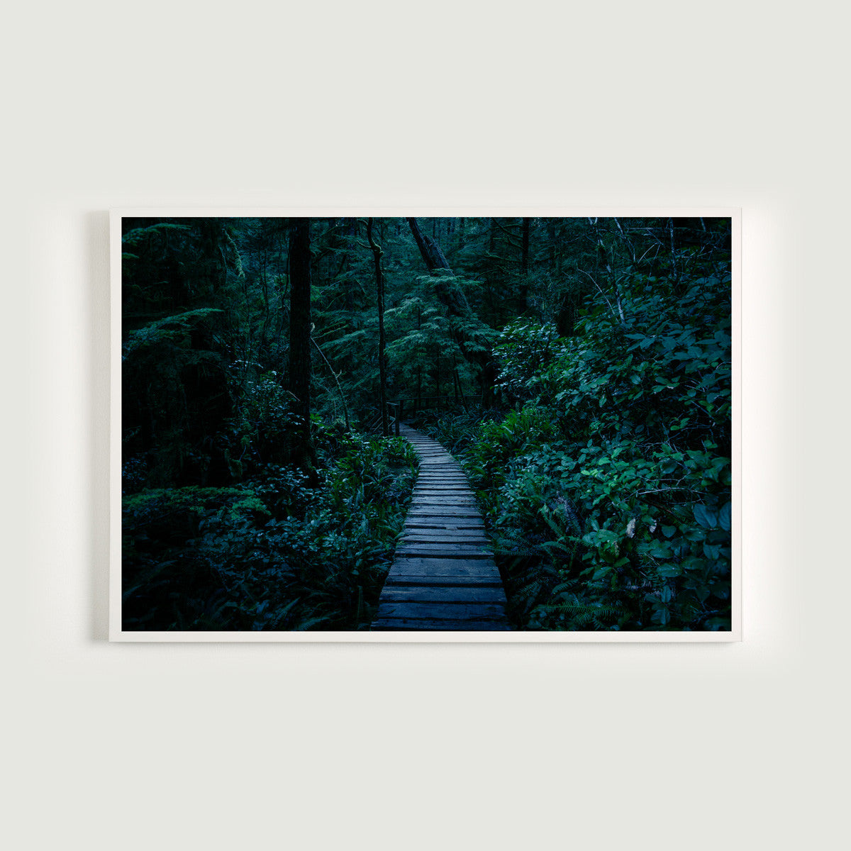 Blue Hour, Rainforest