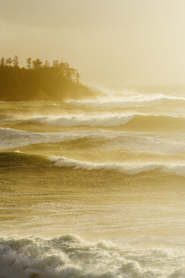 Cox Bay Golds