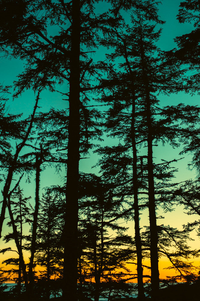 Dusk Through Shore Pines