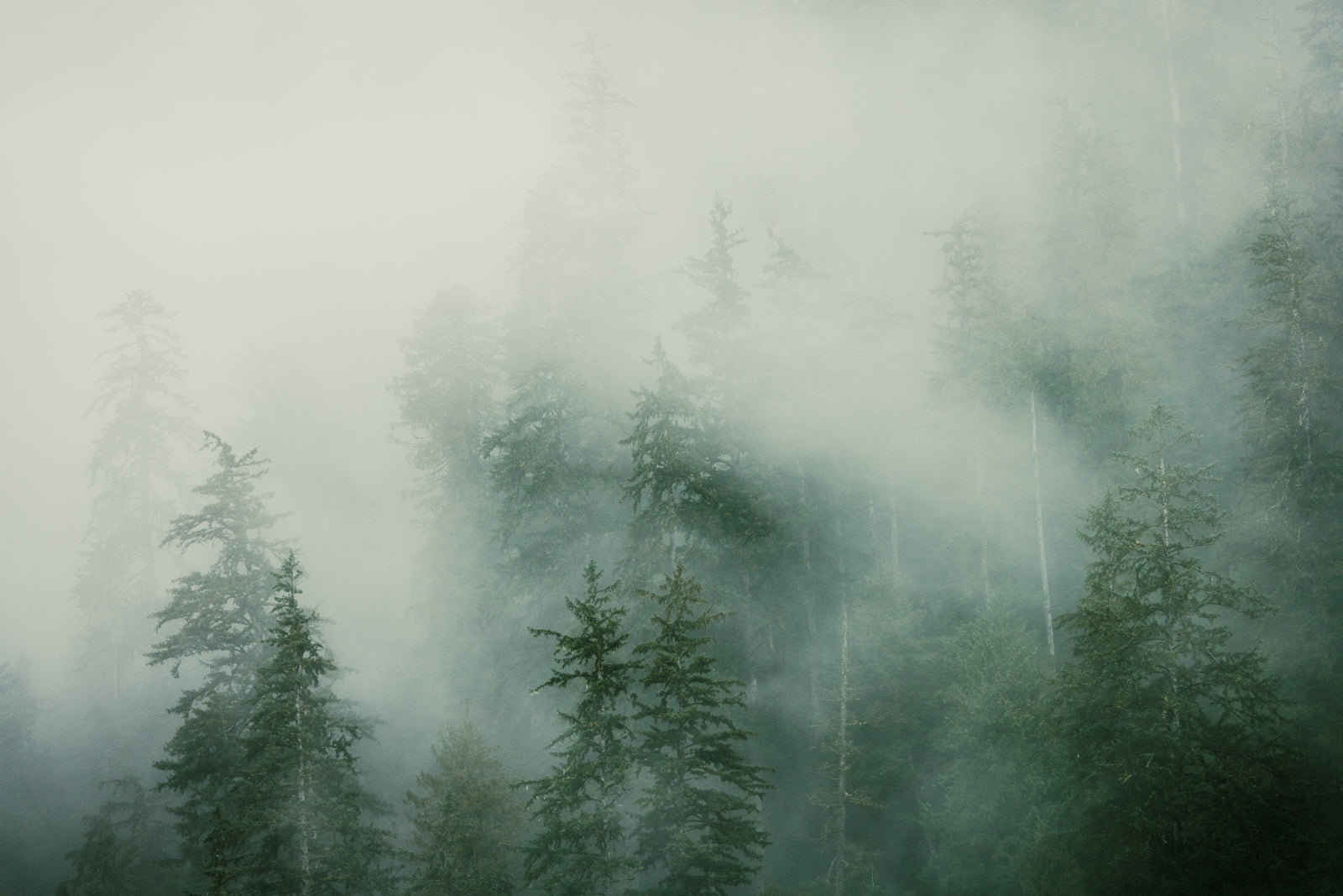 Truffula Trees