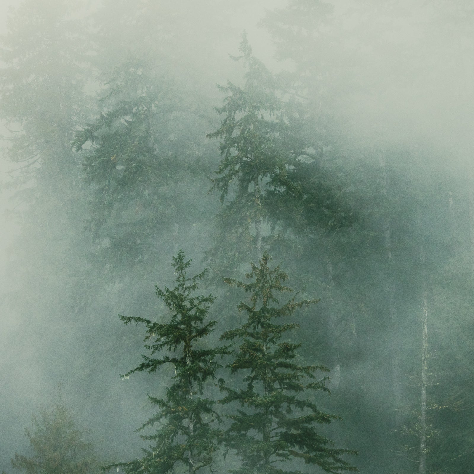 Truffula Trees