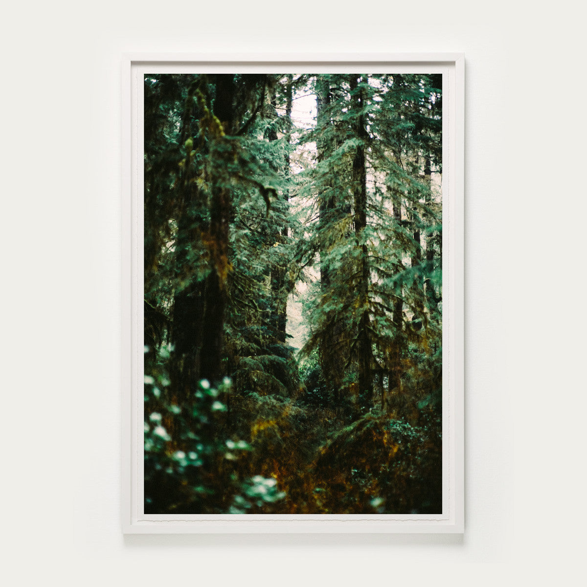 Forest Light Study V