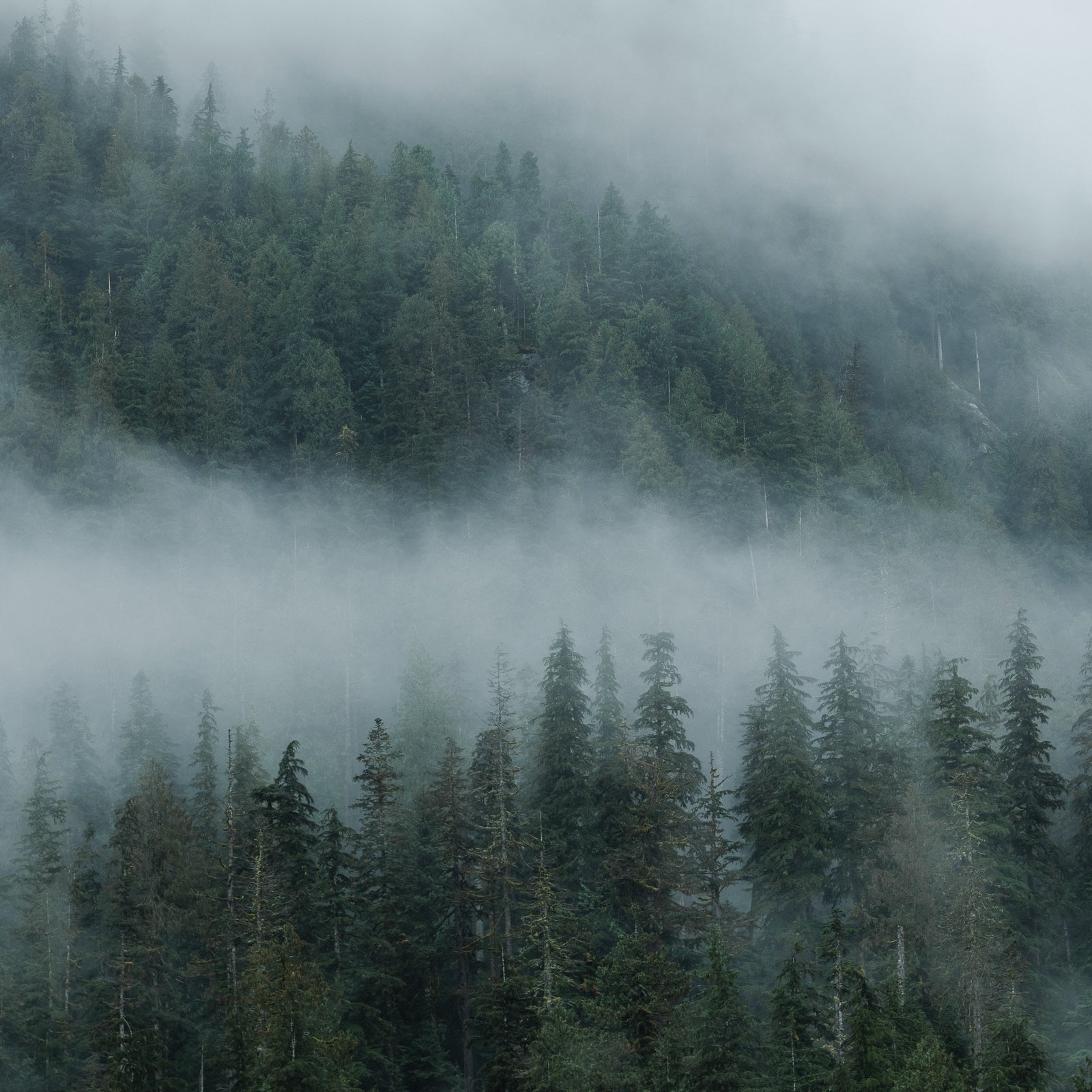 Great Bear Foggy Mountainscape I