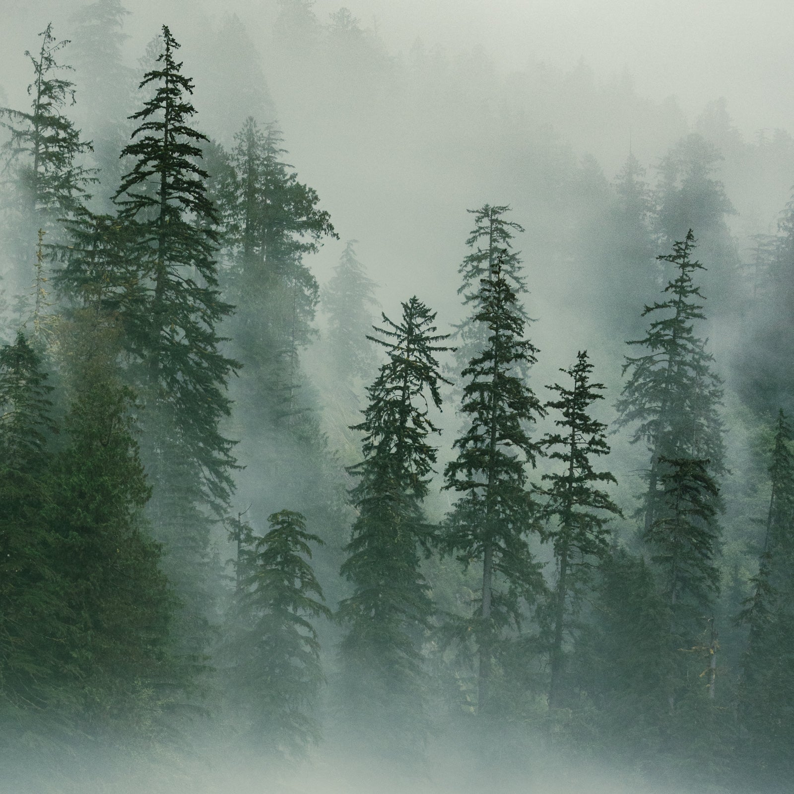 Misty Morning Khutze Inlet