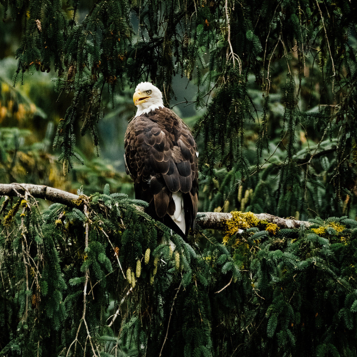 Khutzeymateen Bald Eagle, Great Bear Rainforest