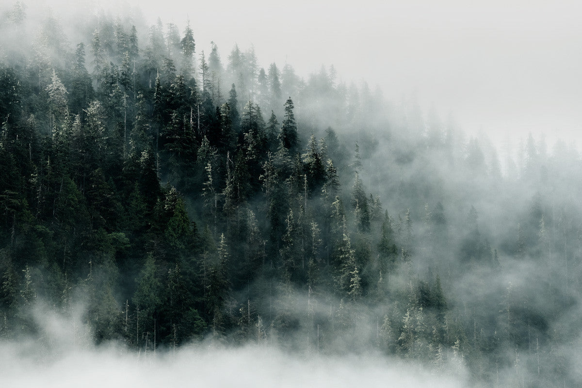 Khutzeymateen Old Growth, Great Bear Rainforest