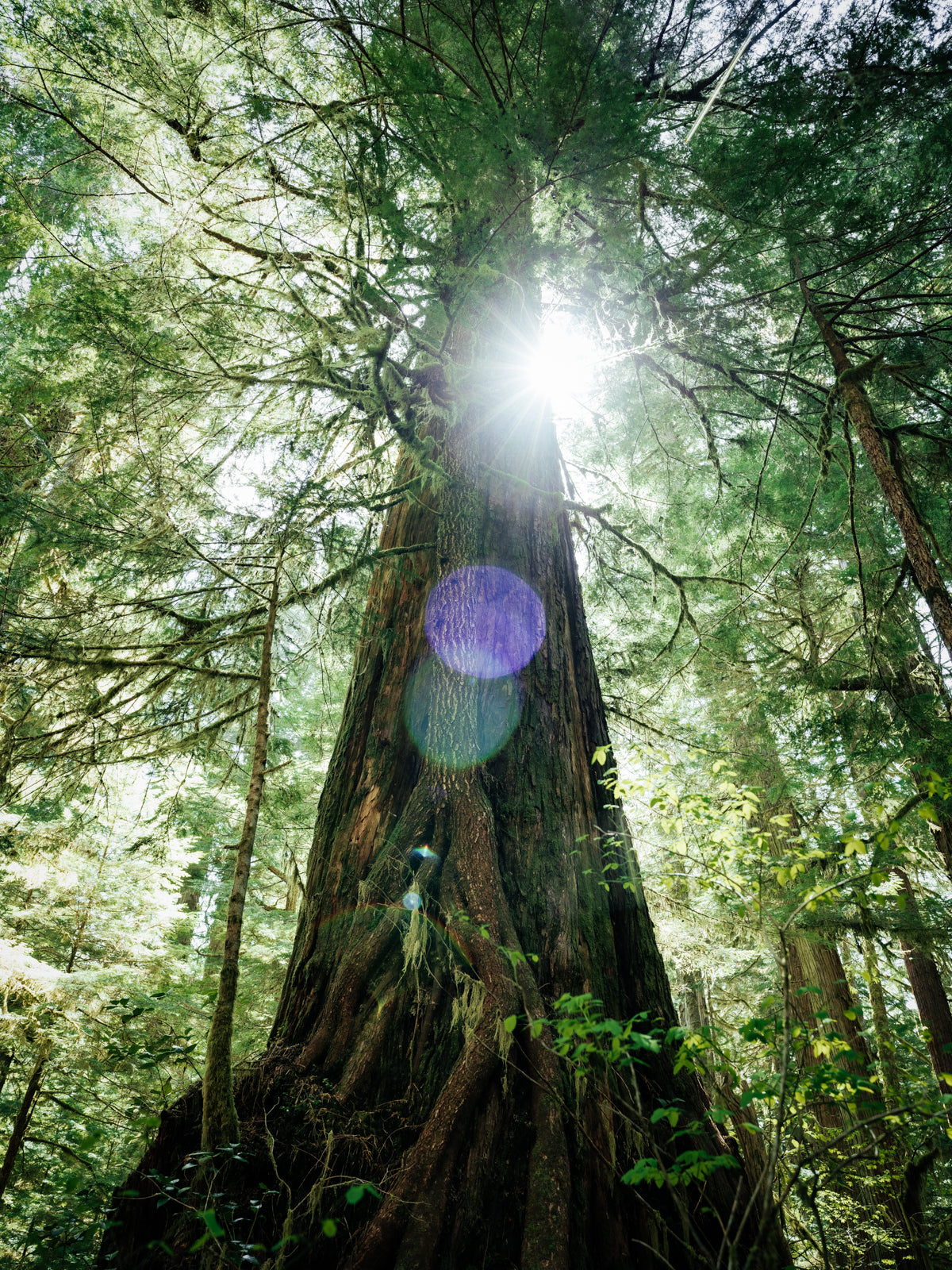 Mother Tree, Castle Grove