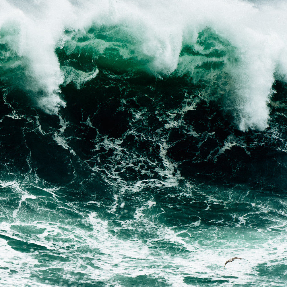 Pacific Rogue