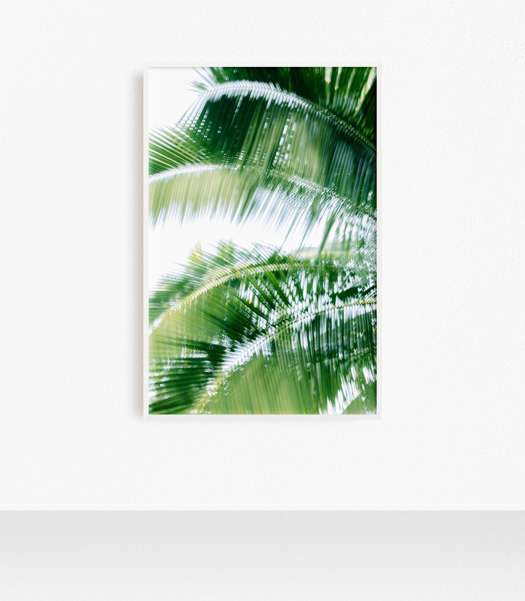 Palm Dreams