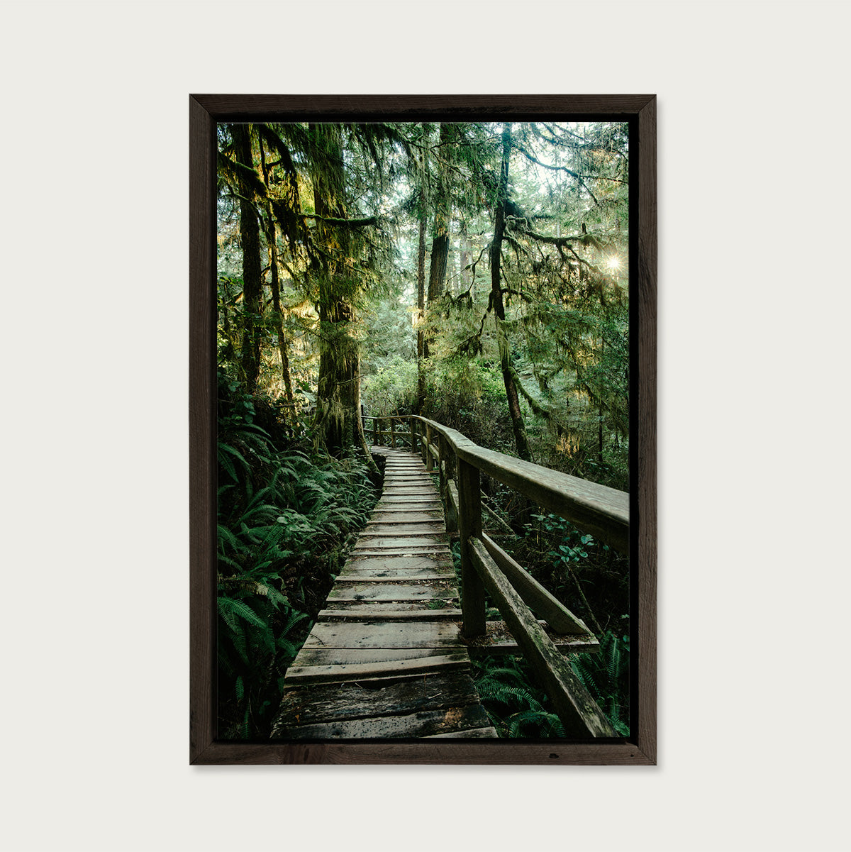 Rainforest Trail, Afternoon Light