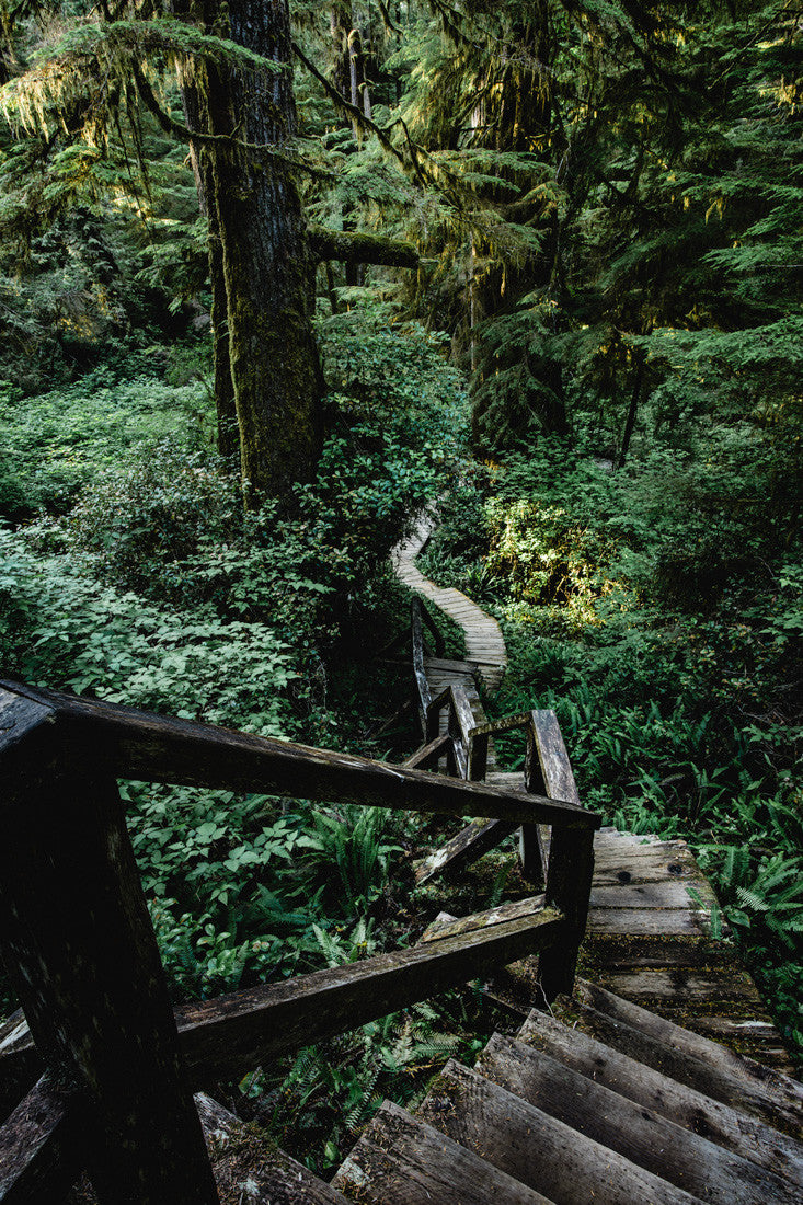 Rainforest Trail
