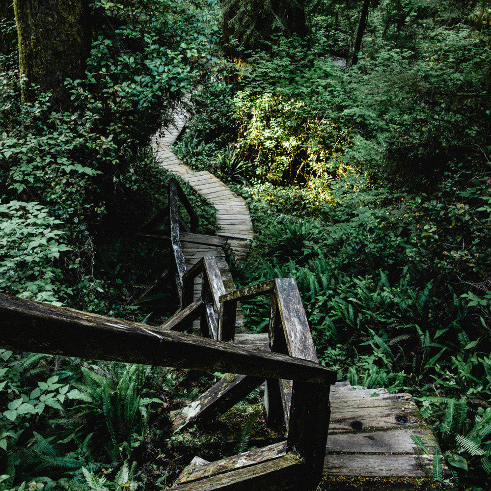 Rainforest Trail