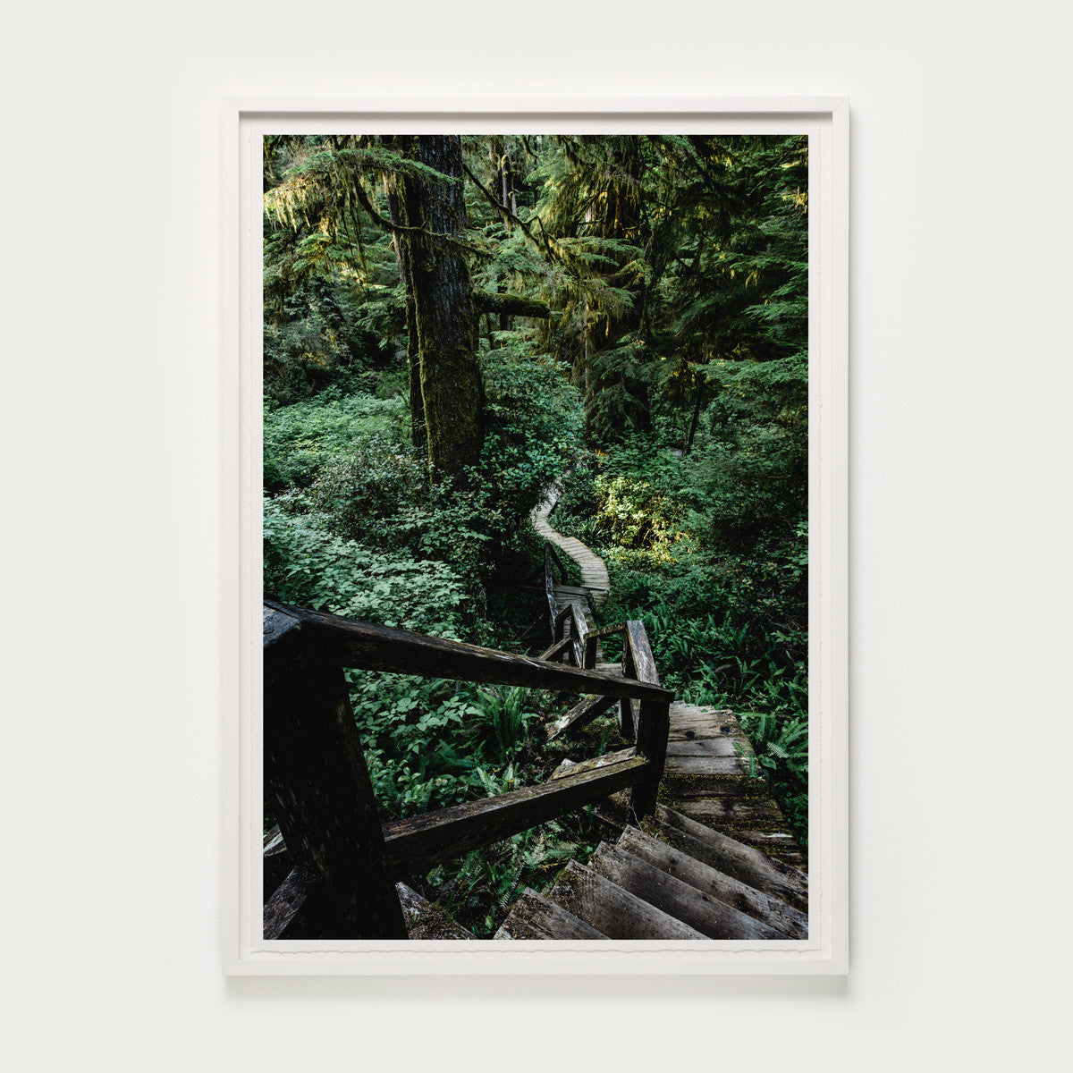 Rainforest Trail