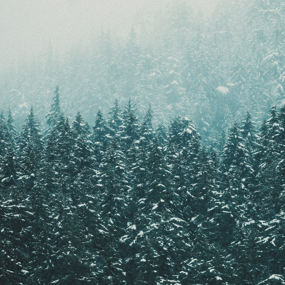 Snowglobe I
