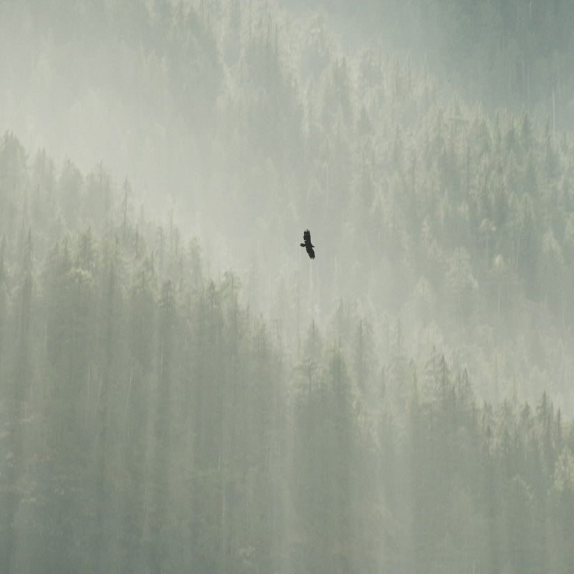 Soar, Strathcona Provincial Park