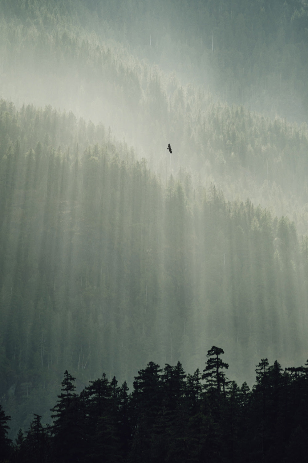 Soar, Strathcona Provincial Park