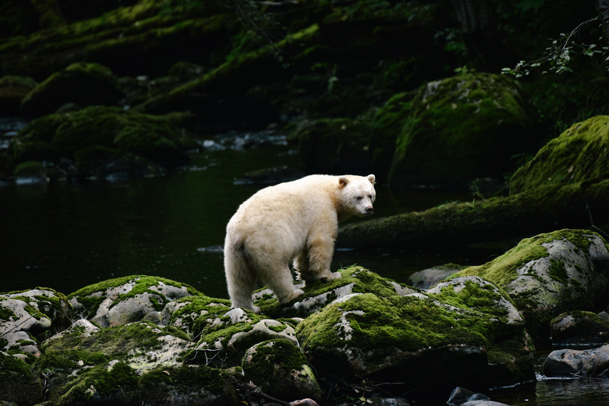 Spirit Bear, Great Bear Rainforest