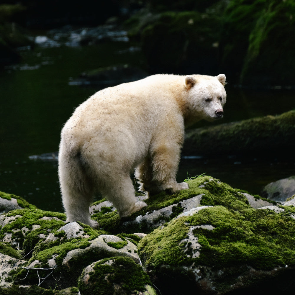 Spirit Bear, Great Bear Rainforest