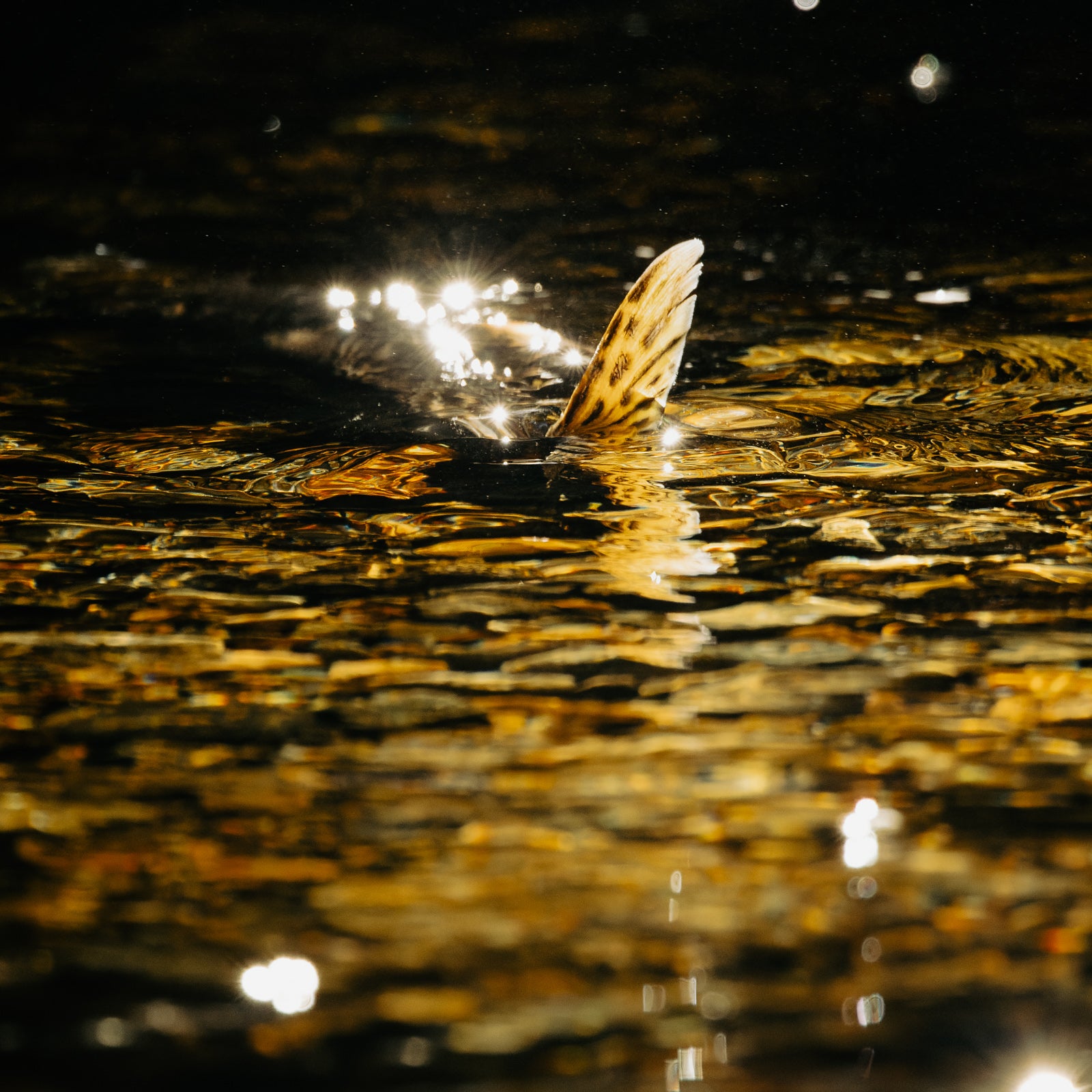 Tail Light, Gribbell Island Salmon