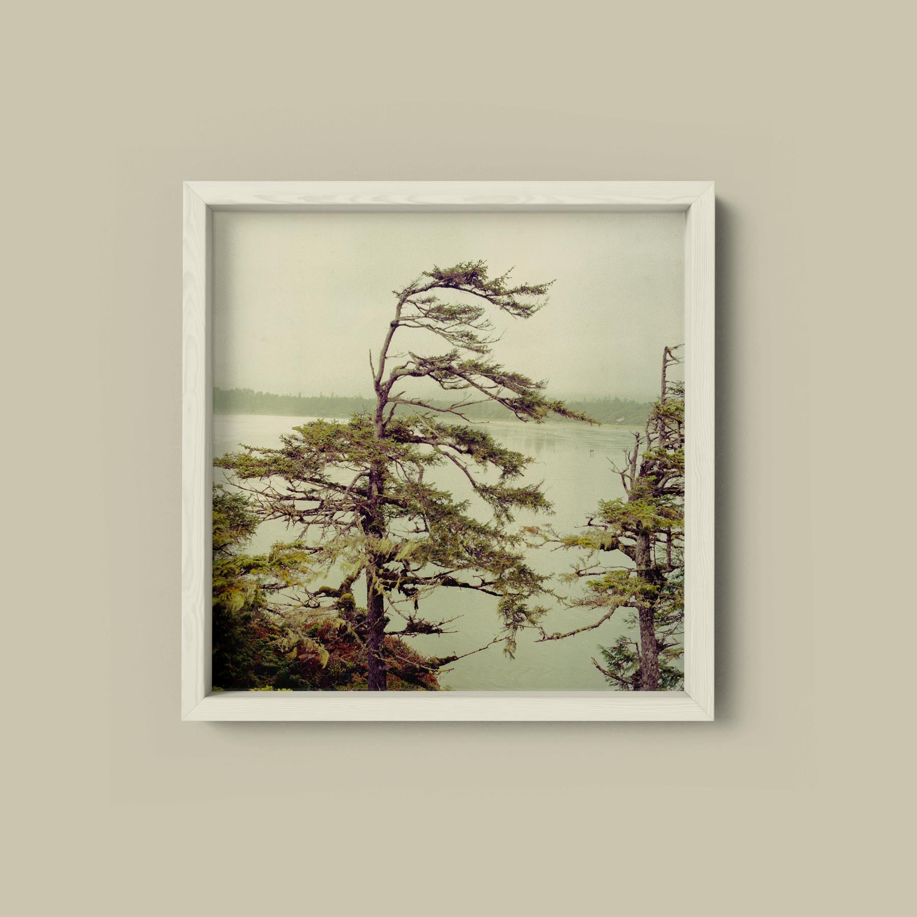 Windswept Pines, Cox Bay