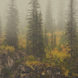 Autumn Mist, Mt. Robson