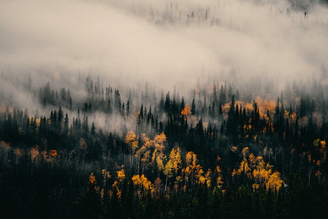 Autumn Northern British Columbia III