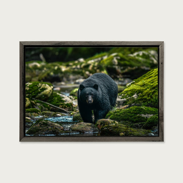 Mother Black Bear