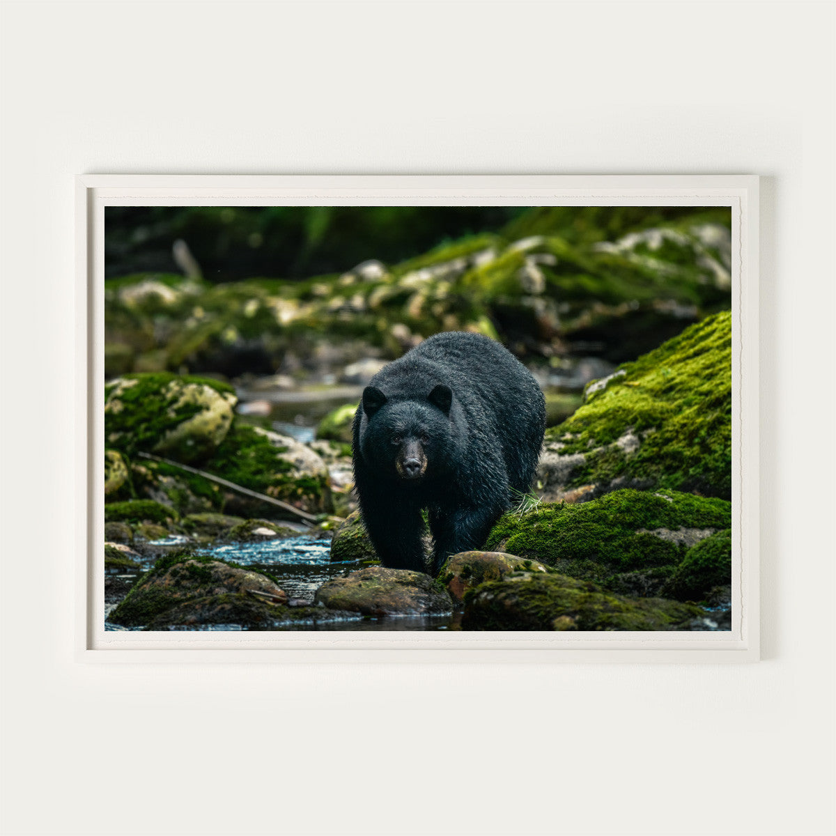 Mother Black Bear