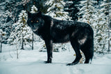 Black Wolf, Jasper