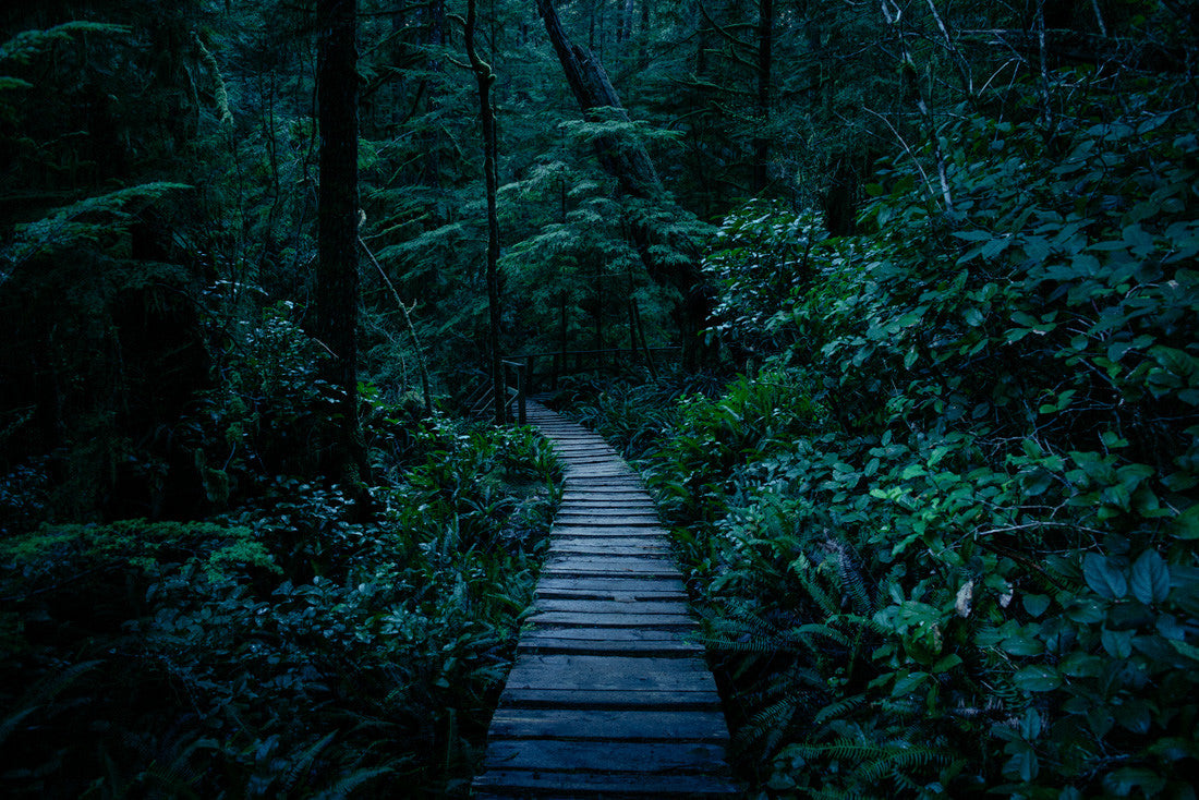 Blue Hour, Rainforest