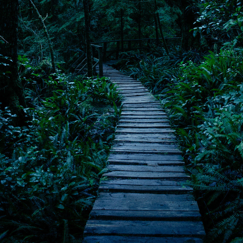 Blue Hour, Rainforest