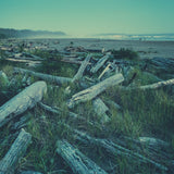 Driftwood Boneyard
