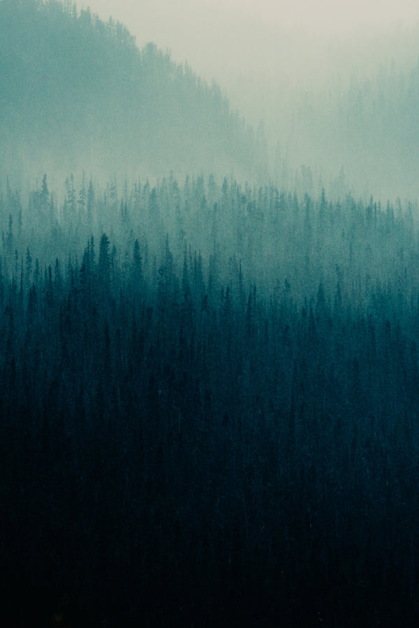 Forest Layers, Heckman Pass I