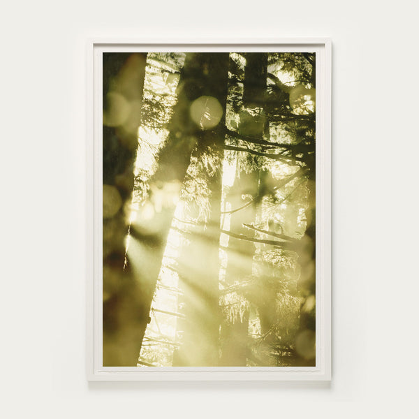Forest Light Study IIX