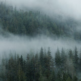 Great Bear Foggy Mountainscape I