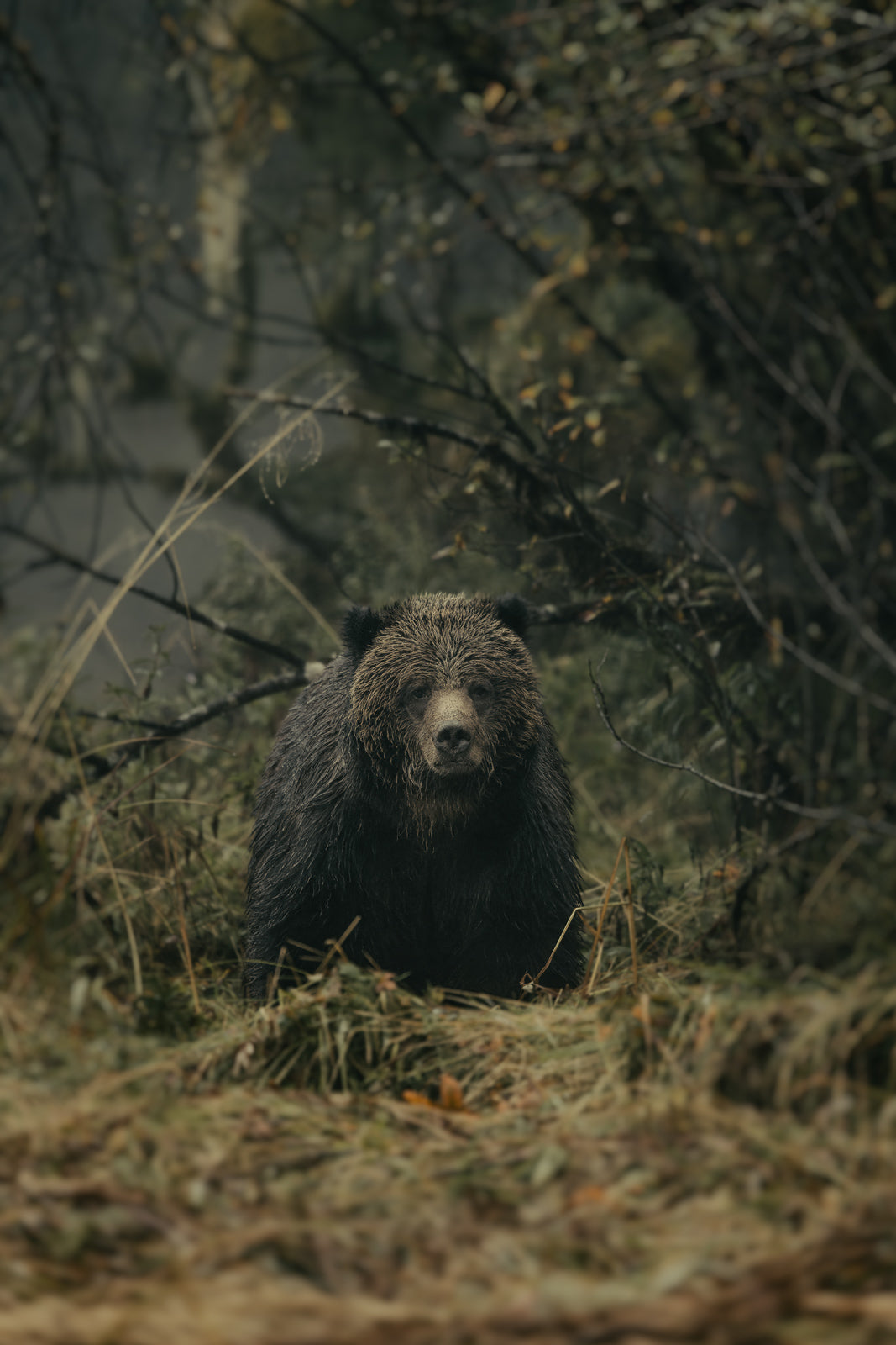 Portrait of a Grizzly, Khutze Inlet