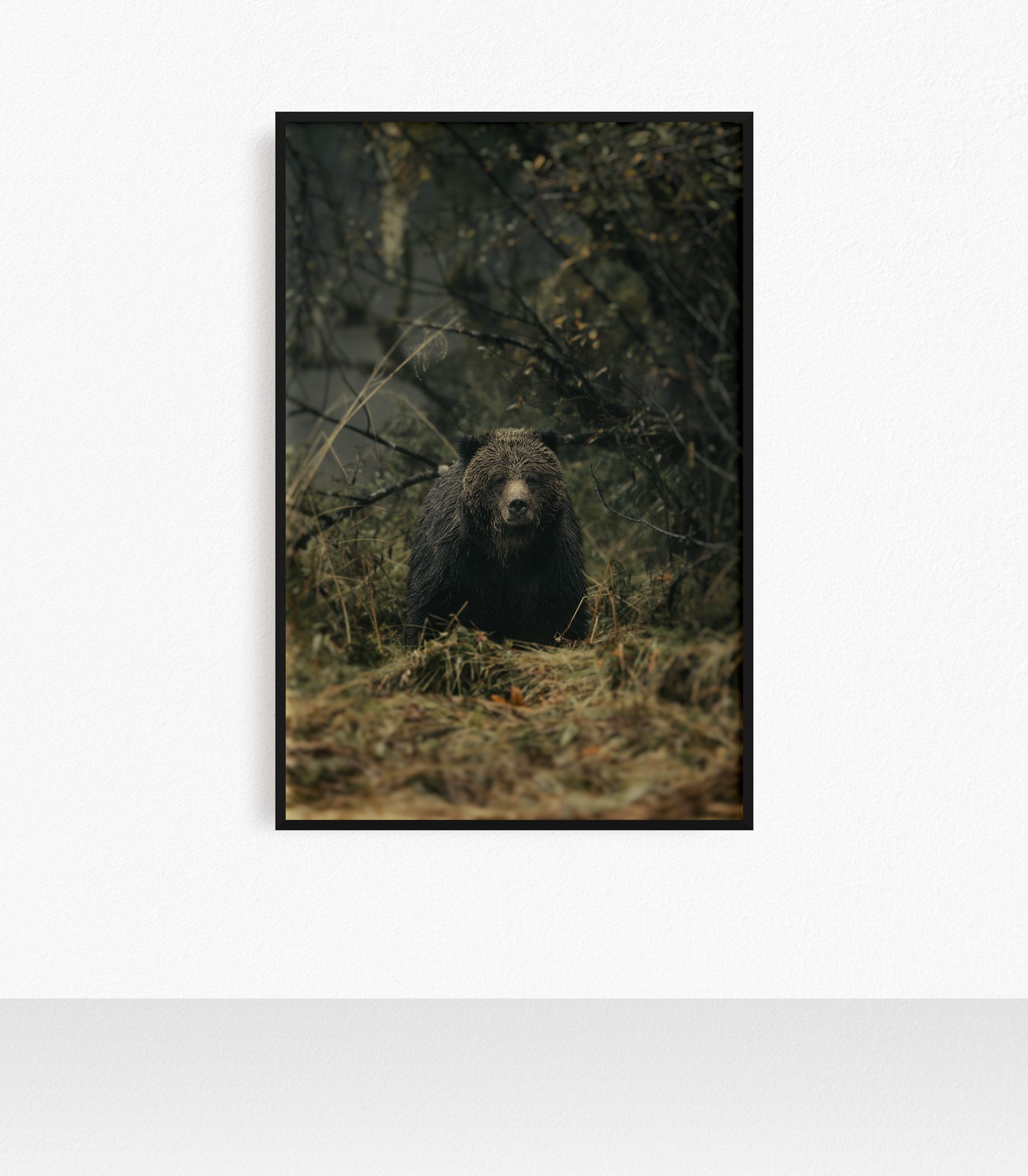 Portrait of a Grizzly, Khutze Inlet